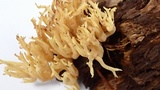 Artomyces piperatus image