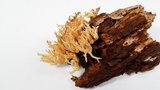 Artomyces piperatus image