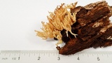 Artomyces piperatus image