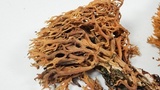 Phaeoclavulina myceliosa image