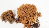 Phaeoclavulina myceliosa image