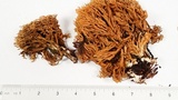 Phaeoclavulina myceliosa image