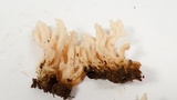 Clavulina coralloides image