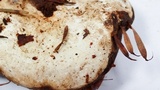 Fomitopsis mounceae image