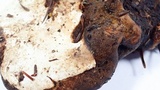 Fomitopsis mounceae image