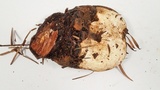 Fomitopsis mounceae image