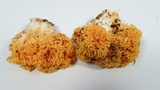 Ramaria rasilispora image