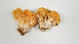 Ramaria rasilispora image