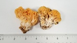 Ramaria rasilispora image