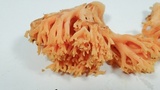Ramaria rasilispora image