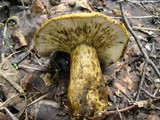 Lactarius turpis image