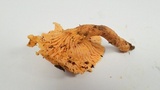 Cantharellus formosus image