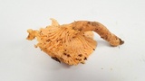 Cantharellus formosus image