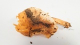Cantharellus formosus image