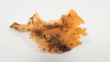 Cantharellus formosus image