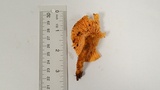 Cantharellus formosus image