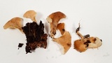 Hohenbuehelia petaloides image