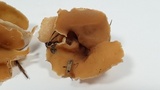 Peziza varia image
