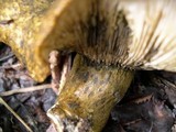 Lactarius turpis image