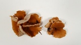 Peziza varia image