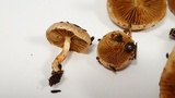 Pholiota spumosa image