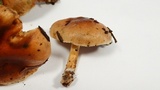 Pholiota spumosa image