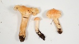 Cuphophyllus pratensis image