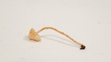 Cystolepiota seminuda image