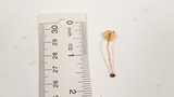 Cystolepiota seminuda image