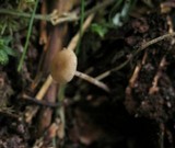 Baeospora myosura image