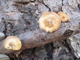 Polyporus brumalis image