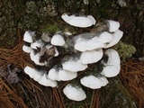 Oxyporus populinus image