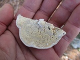 Oxyporus populinus image
