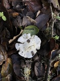 Cuphophyllus virgineus image