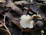 Cuphophyllus virgineus image