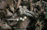 Gymnopus confluens image