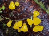 Guepiniopsis alpina image