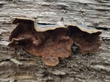 Hymenochaete rubiginosa image
