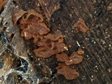 Hymenochaete rubiginosa image