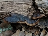 Hymenochaete rubiginosa image