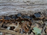 Hymenochaete rubiginosa image