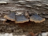 Hymenochaete rubiginosa image