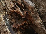Hymenochaete rubiginosa image