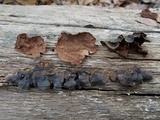 Hymenochaete rubiginosa image