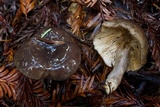 Lactarius pseudomucidus image