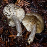 Lactarius pseudomucidus image