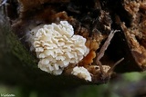 Postia floriformis image