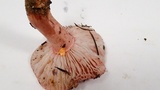 Hygrophorus russula image