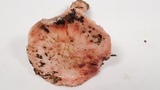 Hygrophorus russula image