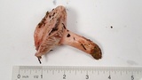 Hygrophorus russula image